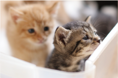 ペットが子犬・子猫の頃の写真でのポスター印刷キャンバスプリント