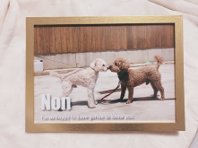 ペットの写真を使ったデザインテンプレートから作る屋内用ポスター